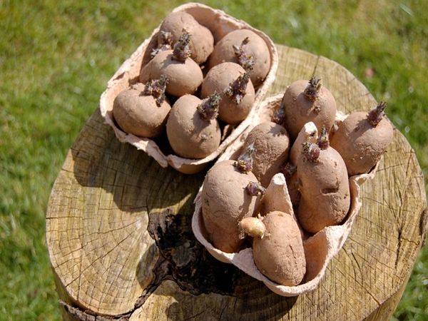 10 методов проращивания картофеля перед посадкой - фото