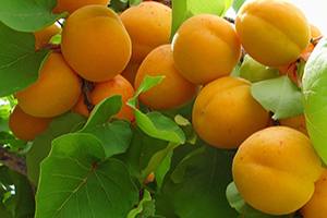 Как вырастить сладкие абрикосы сорта Триумф северный: советы по уходу - фото