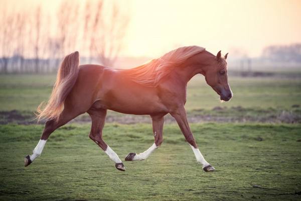 Чистокровная арабская лошадь и ее описание с фото