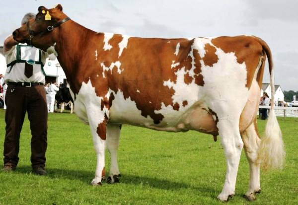 Айрширская порода коров: характеристика и описание - фото