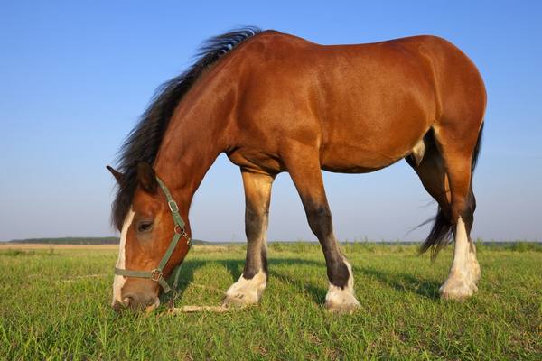 Особенности башкирской породы лошадей - фото