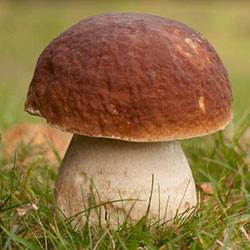 Белые грибы на садовом участке: посадка, выращивание, фото, видео - фото
