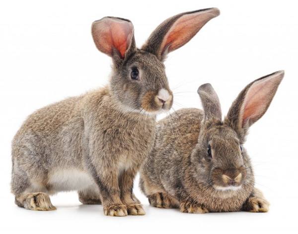 Распространенные болезни ушей у кроликов с фото