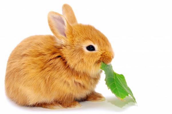 Чем кормить кроликов в домашних условиях - фото