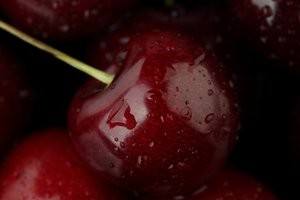 Описание черешни популярного сорта Крупноплодная: выбор и посадка саженцев - фото