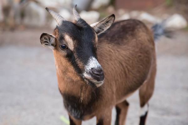 Порода чешских коз с фото