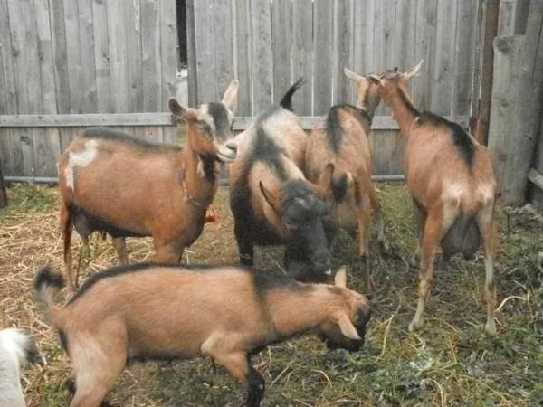 Чешская порода коз - фото