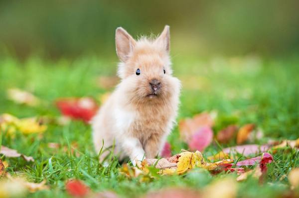 Декоративные кролики и особенности их содержания - фото
