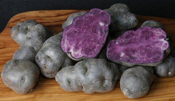 Полезные свойства и характеристика фиолетовой или синей картошки с фото