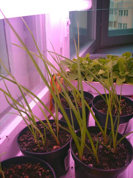 Фитолампы для подсветки растений с фото