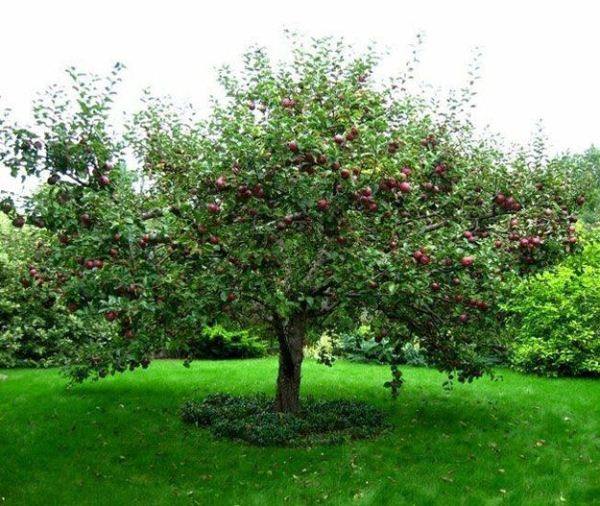 Подробная инструкция по формированию кроны яблонь с фото