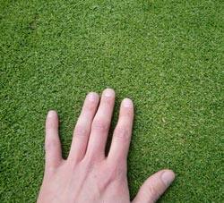 Как сделать газон на даче своими руками - фото