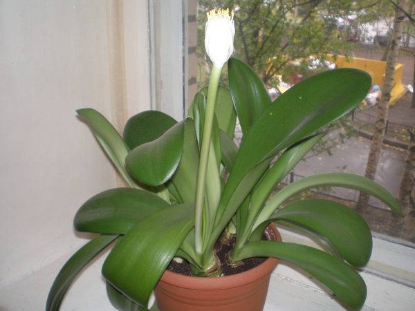 Гемантус белоцветковый с фото