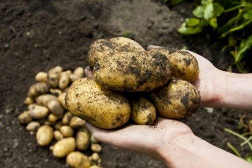 Как выбрать гербициды для обработки картофеля от сорняков - фото