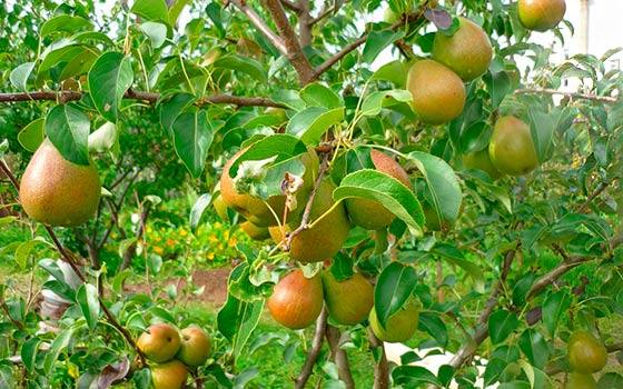 Описание грушевого дерева и плодов сорта «Чижовская» - фото