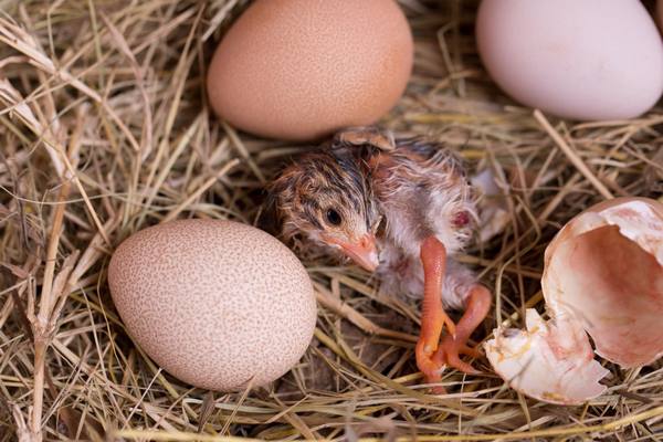 Правила инкубации цесариных яиц - фото