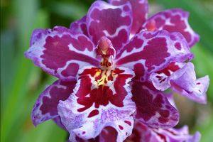 Орхидея Камбрия: неприхотливый цветок для домашнего выращивания - фото