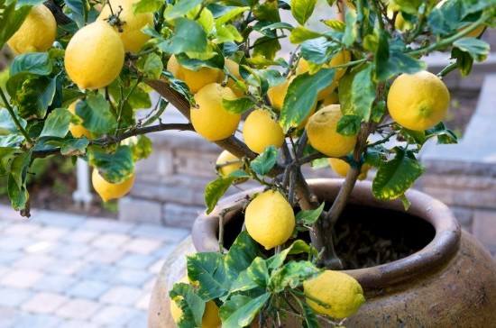 Как правильно сформировать крону лимона - фото