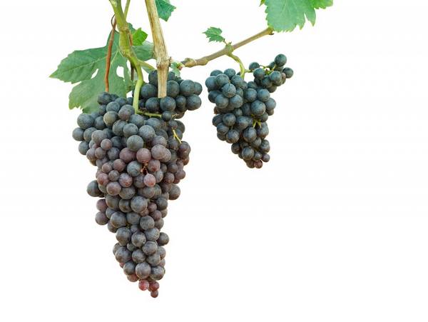 Как можно хранить виноград в домашних условиях - фото