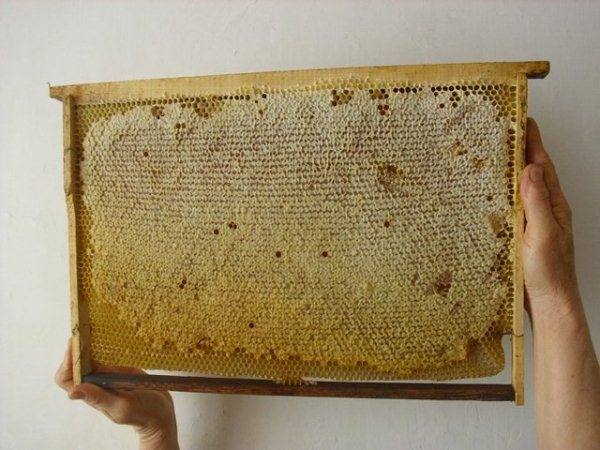 Как пчёлы делают вкусный и полезный мёд - фото