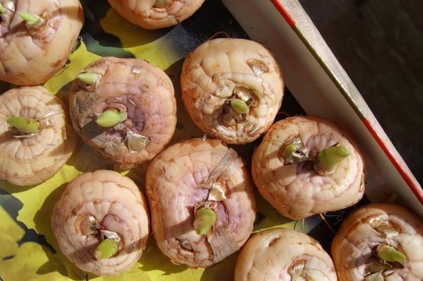 Как правильно подготовить луковицы гладиолусов к зиме с фото