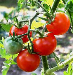 Как подкармливать помидоры дрожжами и другими народными средствами - фото