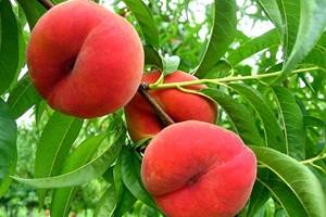 Инжирный персик (нектарин): выбор саженцев, правила выращивания и обзор кру ... - фото