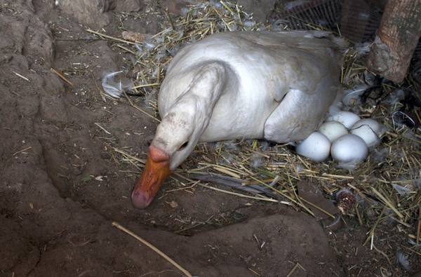 Как правильно посадить утку на яйца - фото