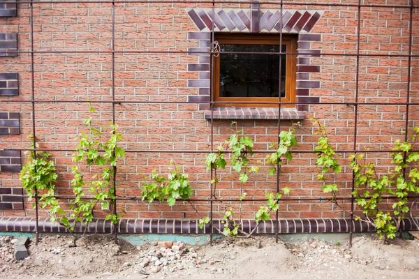 Как лучше сажать виноград в Подмосковье с фото