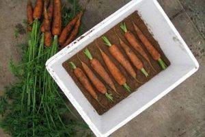 Хранение моркови в домашних условиях: практические рекомендации - фото