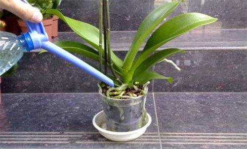 Как правильно поливать орхидеи - фото