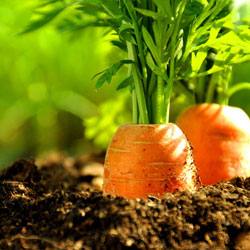 Морковь на грядке: способы прореживания и возможности равномерного посева - фото