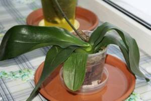 Реанимация орхидеи без корней - видео, как оживить орхидею - фото