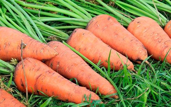 Правильный посев моркови для хорошего урожая с фото