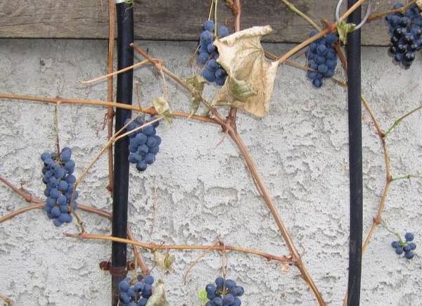 Как укрыть виноград на зиму в средней полосе и других районах - фото