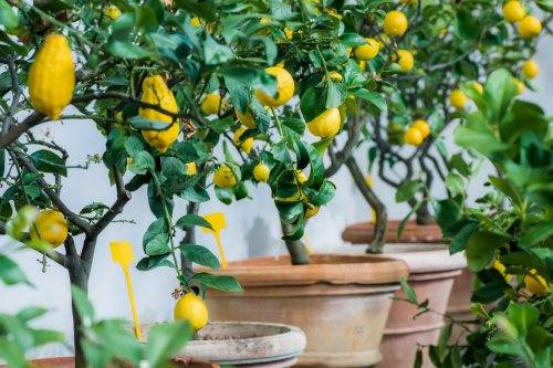 Как вырастить лимон в условиях дома - фото