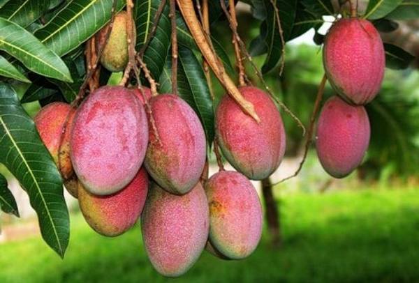 Как вырастить манго из косточки в домашних условиях? - фото