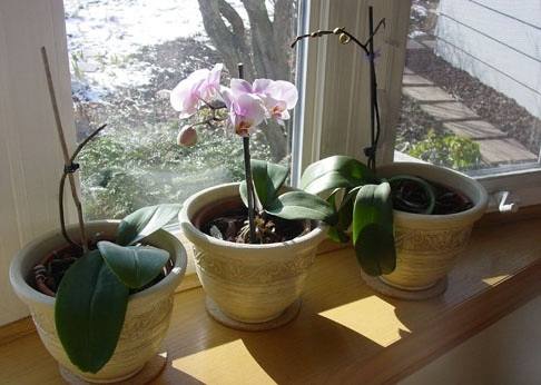Как самостоятельно вырастить орхидею - фото