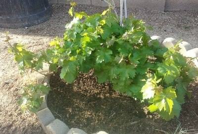 Как вырастить виноград из черенка - фото