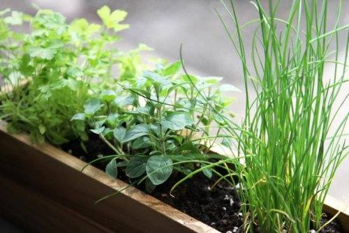 Как вырастить зелень дома на подоконнике - фото