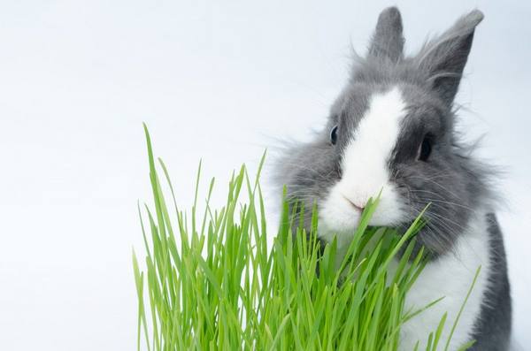 Какую траву можно давать кроликам - фото