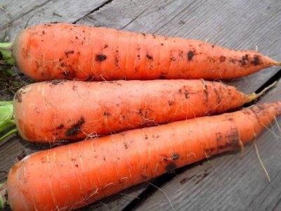 Хранение моркови с умом - фото