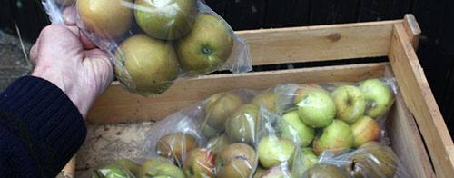 Хранение яблок на зиму: 4 полезных совета с фото