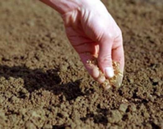 Кислая или щелочная почва - фото