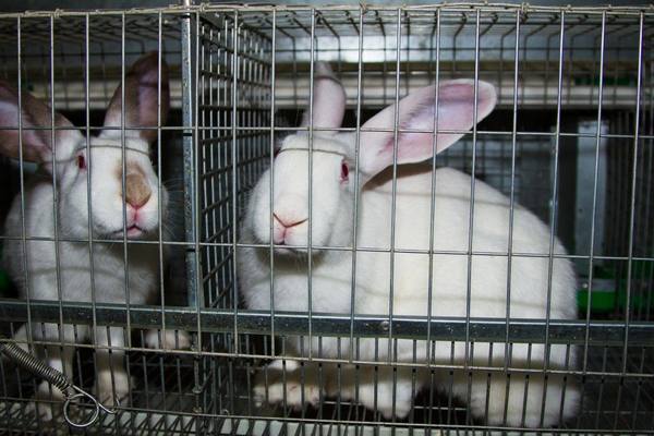 Клетки для кроликов своими руками с фото