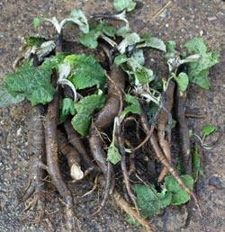 Применение корня репейника или лопуха — его польза и лечебные свойства - фото