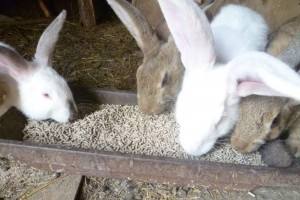 Правильное кормление кроликов комбикормом: суточная норма, особенности раци ... - фото
