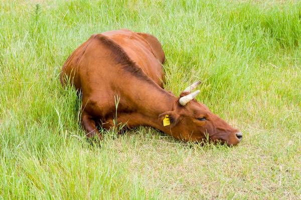 Красная степная порода коров молочного направления - фото