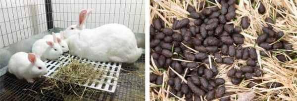 Особенности использования кроличьего навоза как удобрения с фото