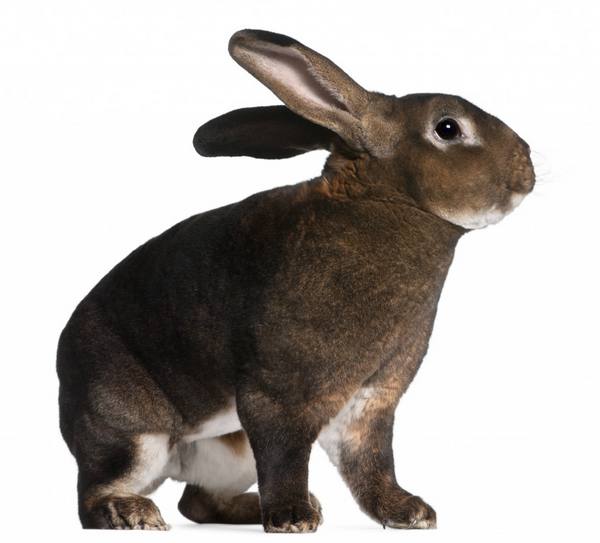 Кролики породы рекс - фото